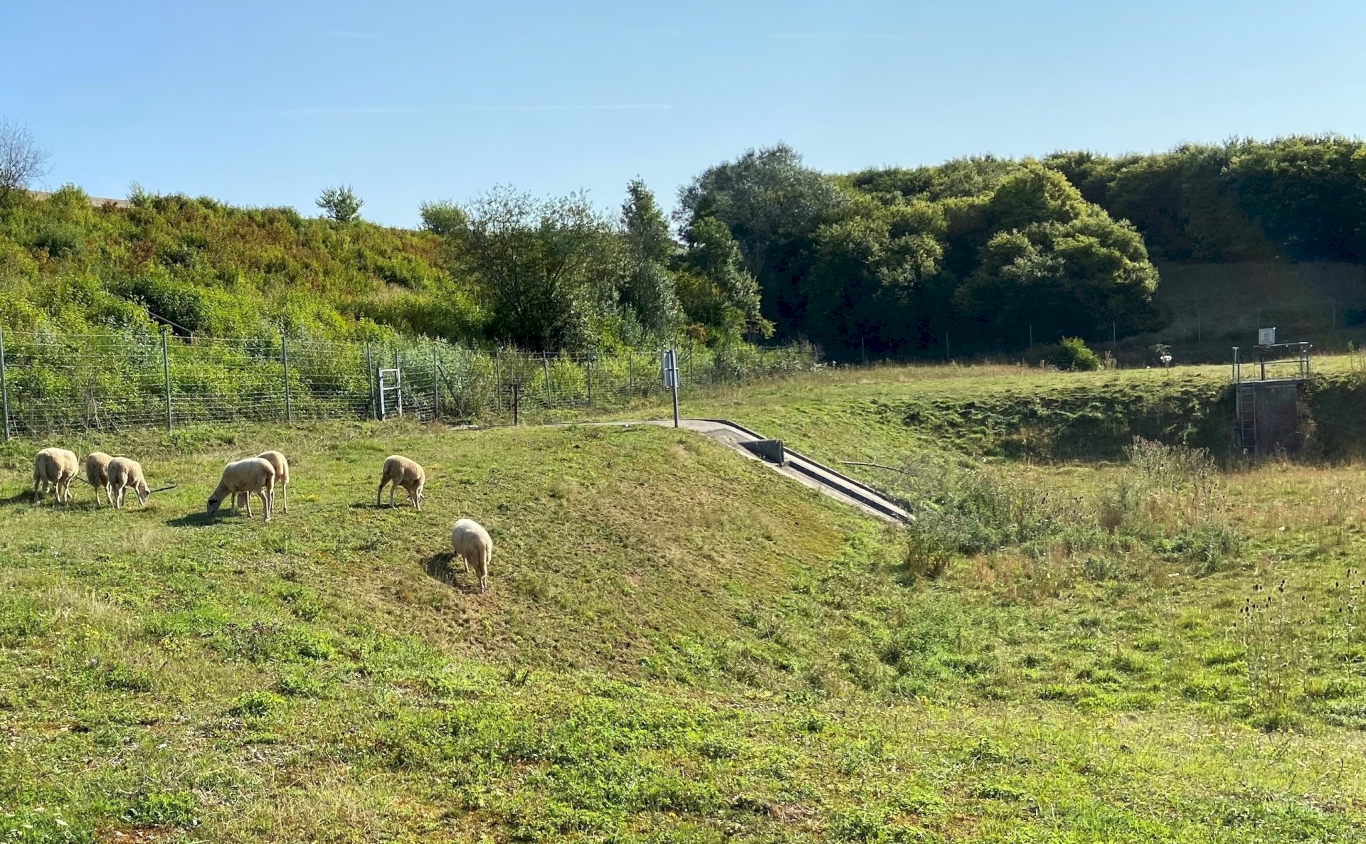 Entretien d'un bassin de rétention sur autoroute par ecopastoralisme