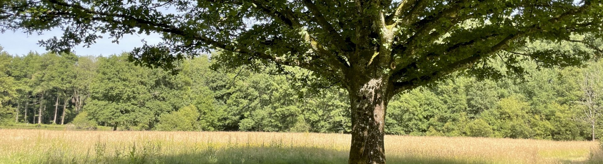 Gestion du patrimoine arboré